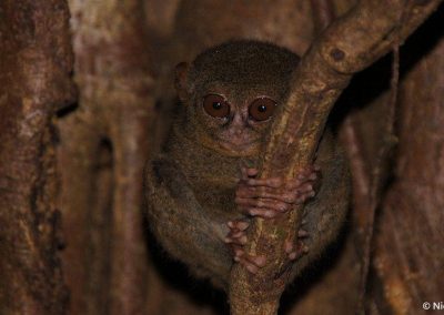 Tarsier, Tangkoko