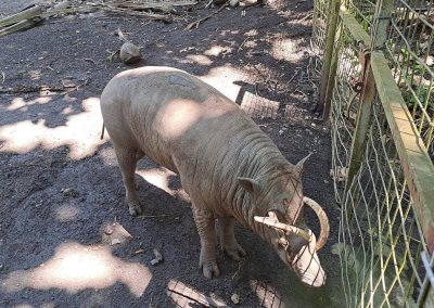 Babirusa