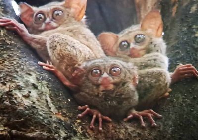 Tarsier, Tangkoko