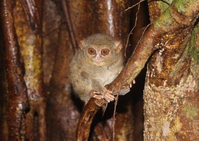 Tarsier, Tangkoko