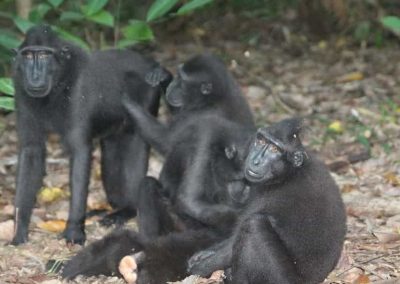 Black Macaques, Tangkoko