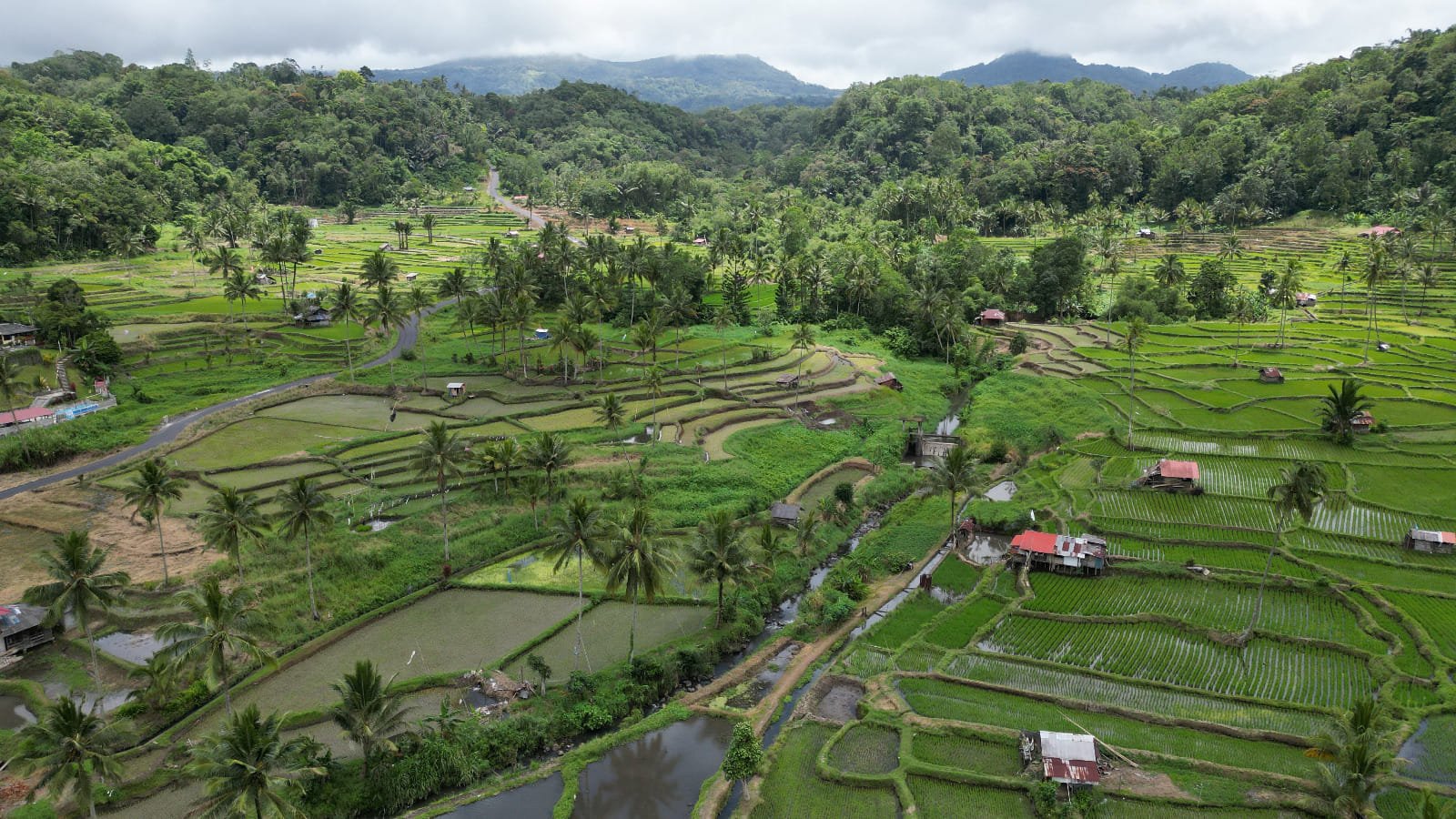 tomohon-ricefields